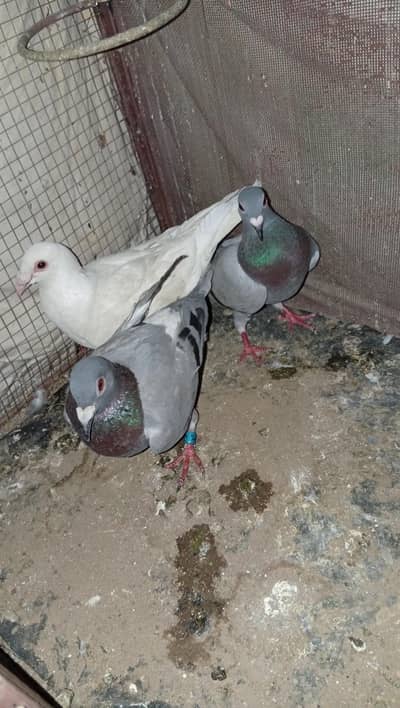 some pigeon for sale