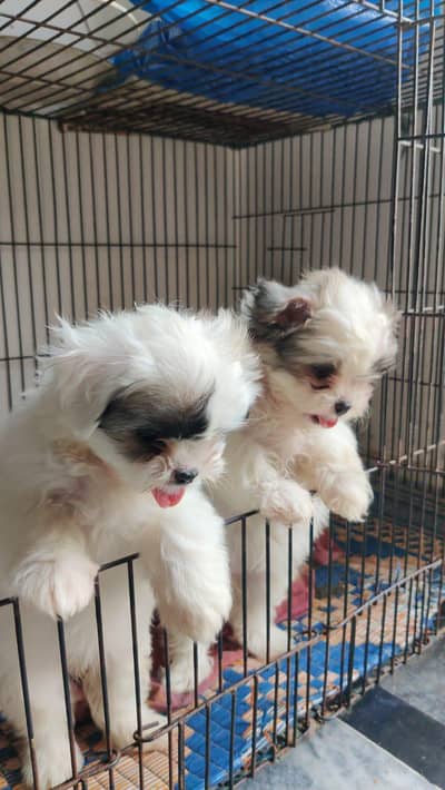 Shih Tzu | Shihtzu | Shitzu Pups | Puppies | Dog | puppy For sale