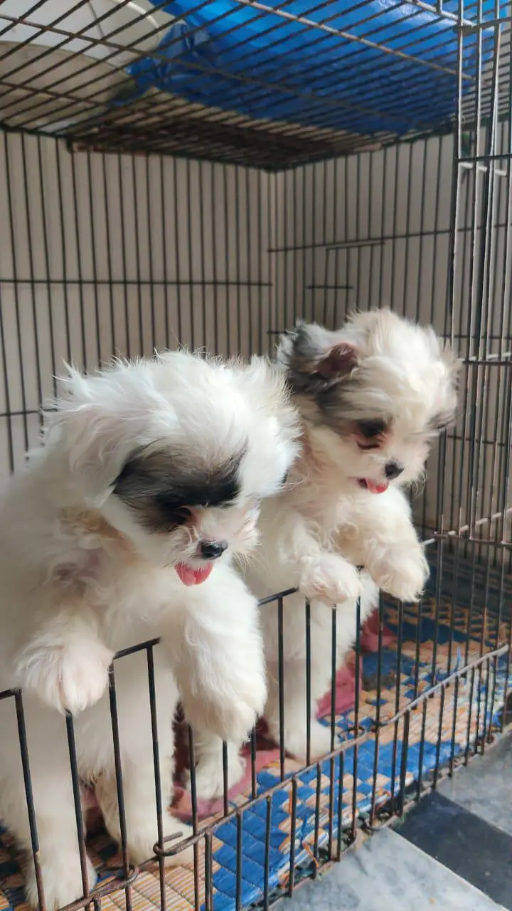Shih Tzu | Shihtzu | Shitzu Pups | Puppies | Dog | puppy For sale