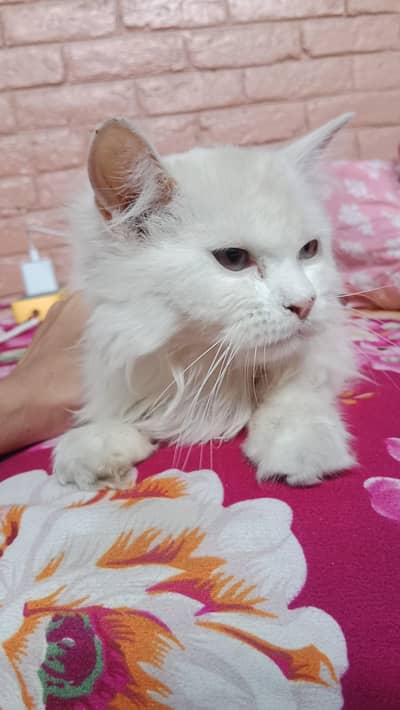 Perisian Different Eyes Cat Male Trained 03036019301 whstapp call