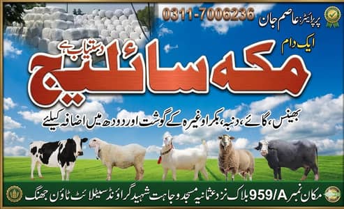 Makka sailaja
