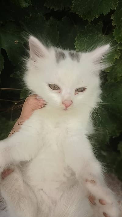 WHITE PERSIAN KITTENS| 1 MONTH |TRIPLE COAT  2 WHITE 2 WHITE BLACK