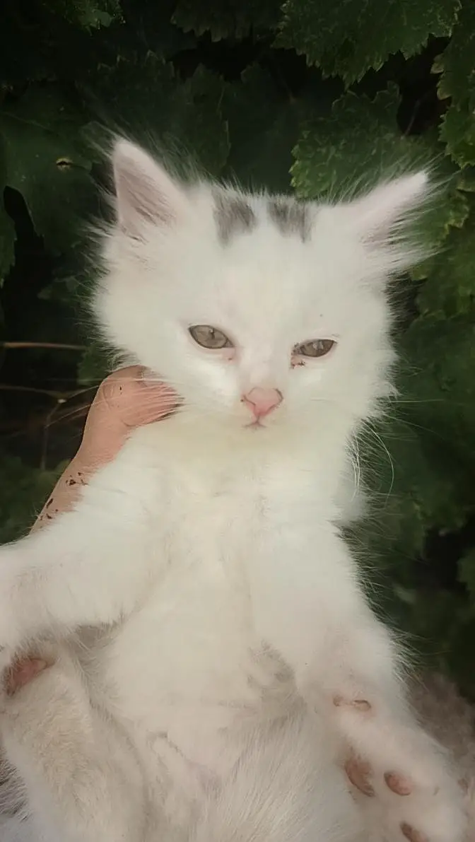 WHITE PERSIAN KITTENS| 1 MONTH |TRIPLE COAT  2 WHITE 2 WHITE BLACK