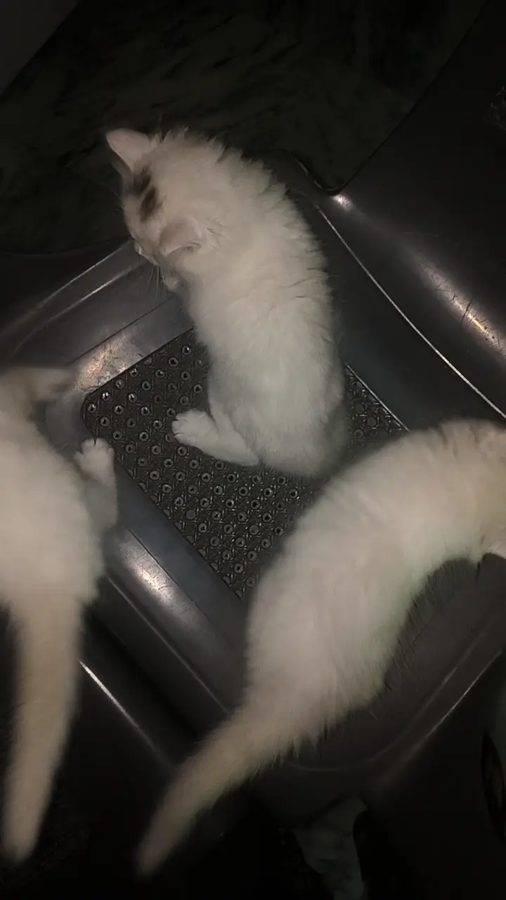 WHITE PERSIAN KITTENS| 1 MONTH |TRIPLE COAT  2 WHITE 2 WHITE BLACK — photo 2