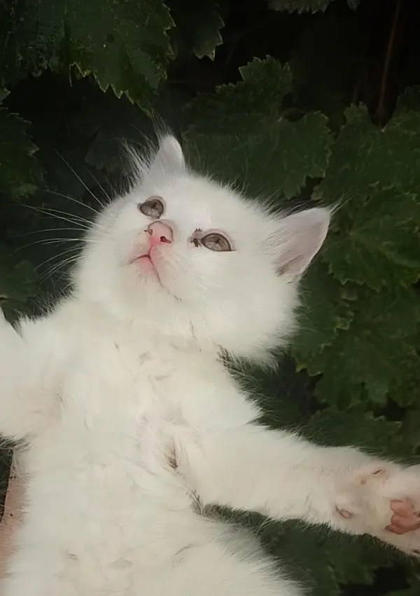 WHITE PERSIAN KITTENS| 1 MONTH |TRIPLE COAT  2 WHITE 2 WHITE BLACK — photo 3