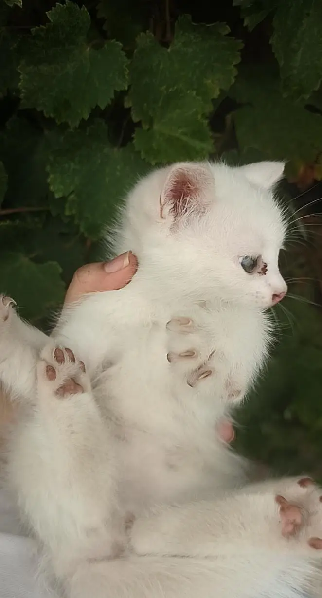 WHITE PERSIAN KITTENS| 1 MONTH |TRIPLE COAT  2 WHITE 2 WHITE BLACK — photo 4