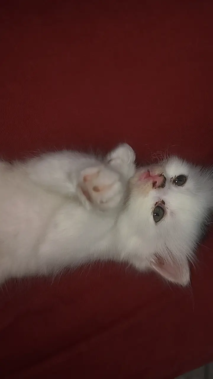WHITE PERSIAN KITTENS| 1 MONTH |TRIPLE COAT  2 WHITE 2 WHITE BLACK — photo 5