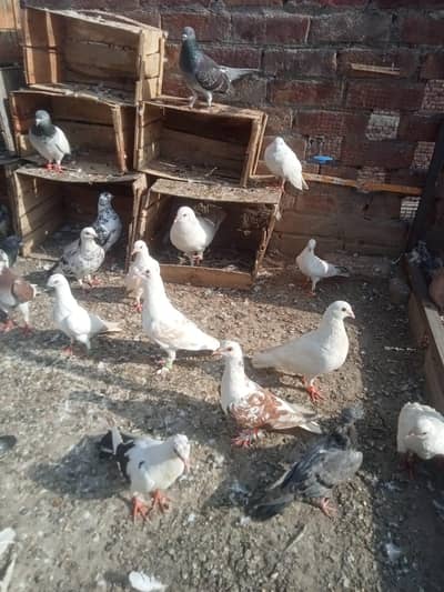 kabotr 03044647463