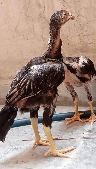 thai  aseel chicks pathy age 3 months plus top Quality