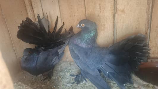 Black lucka breeder pair available hy