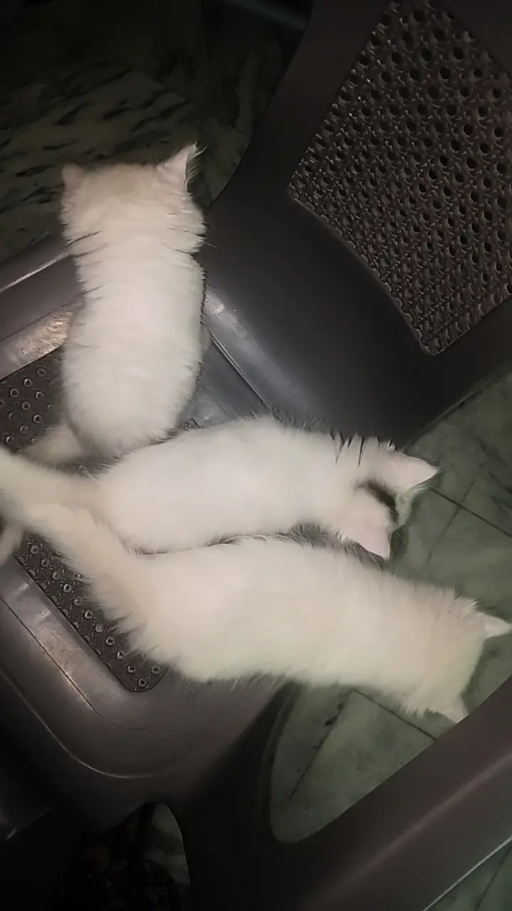 WHITE PERSIAN KITTENS| 1 MONTH |TRIPLE COAT  2 WHITE 2 WHITE BLACK — photo 6