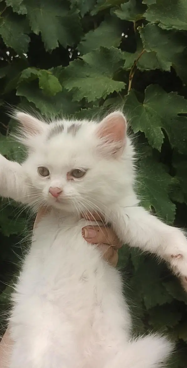 WHITE PERSIAN KITTENS| 1 MONTH |TRIPLE COAT  2 WHITE 2 WHITE BLACK — photo 7