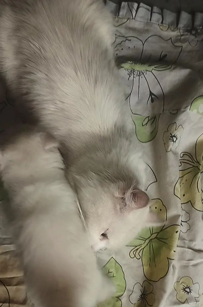 WHITE PERSIAN KITTENS| 1 MONTH |TRIPLE COAT  2 WHITE 2 WHITE BLACK — photo 8
