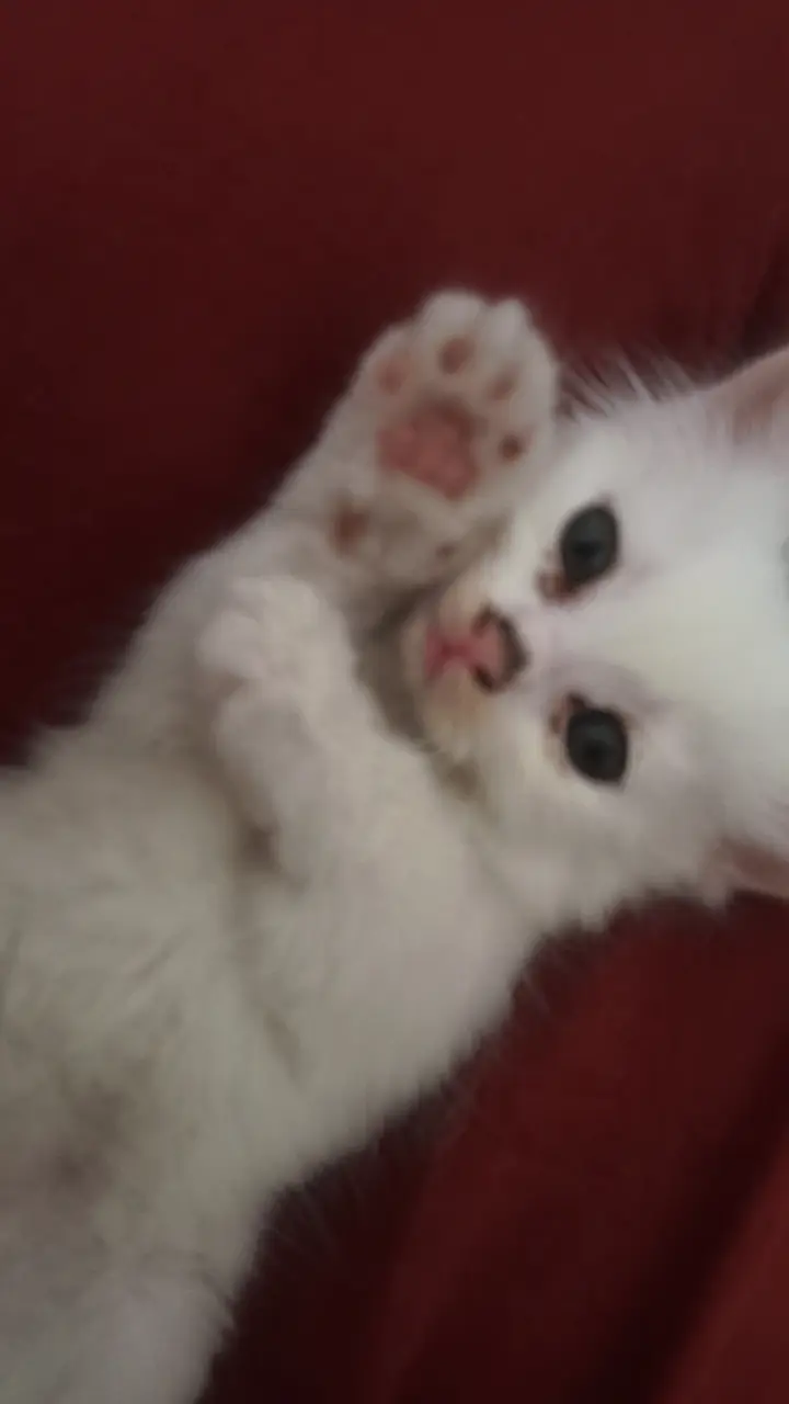 WHITE PERSIAN KITTENS| 1 MONTH |TRIPLE COAT  2 WHITE 2 WHITE BLACK — photo 9
