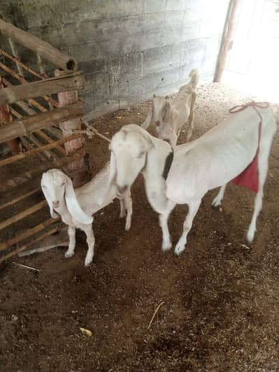 goats for sale