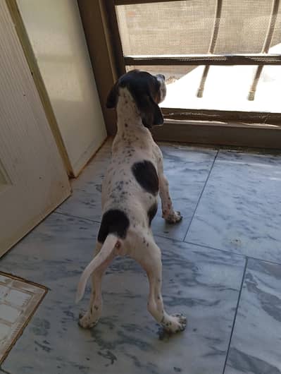 Pure English pointer, male puppy, black and white.