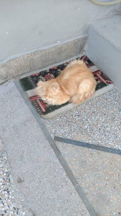 persian Cat For Sale