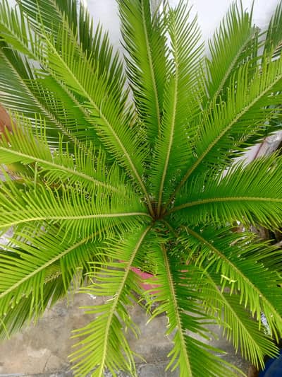 Sago pam plant