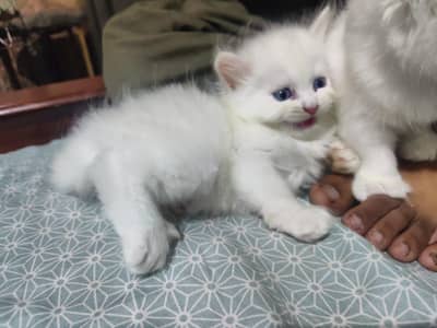 prison kittena white ' black and white mix