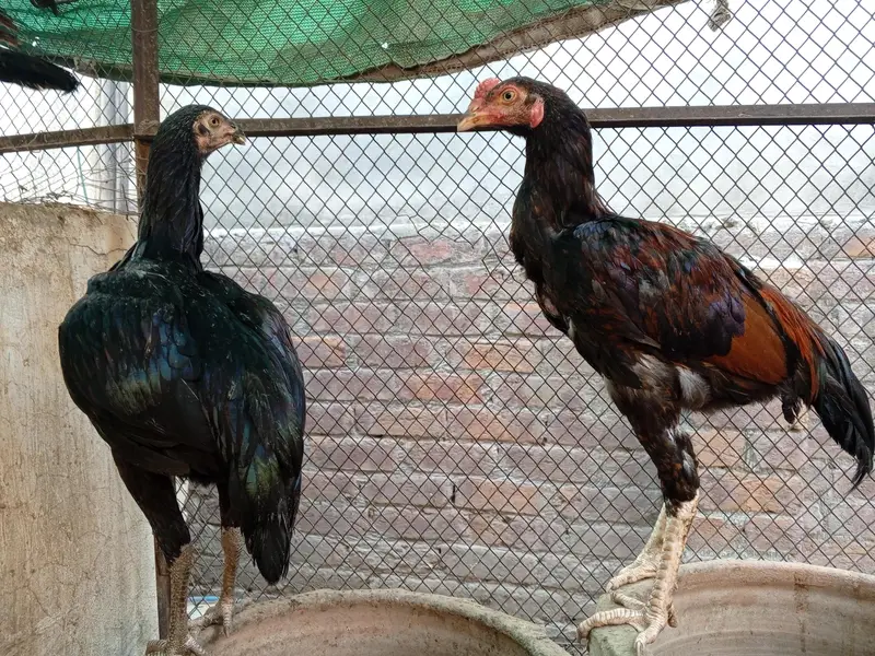 Aseel Thai Hens | 6Months | Healthy & Pure Breed — photo 2