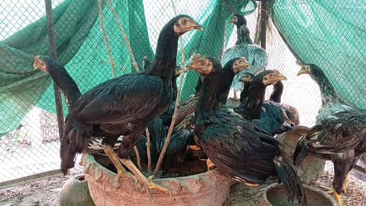 Heavy Premium Aseel Thai Pairs | 6Months | Healthy & Pure Breed
