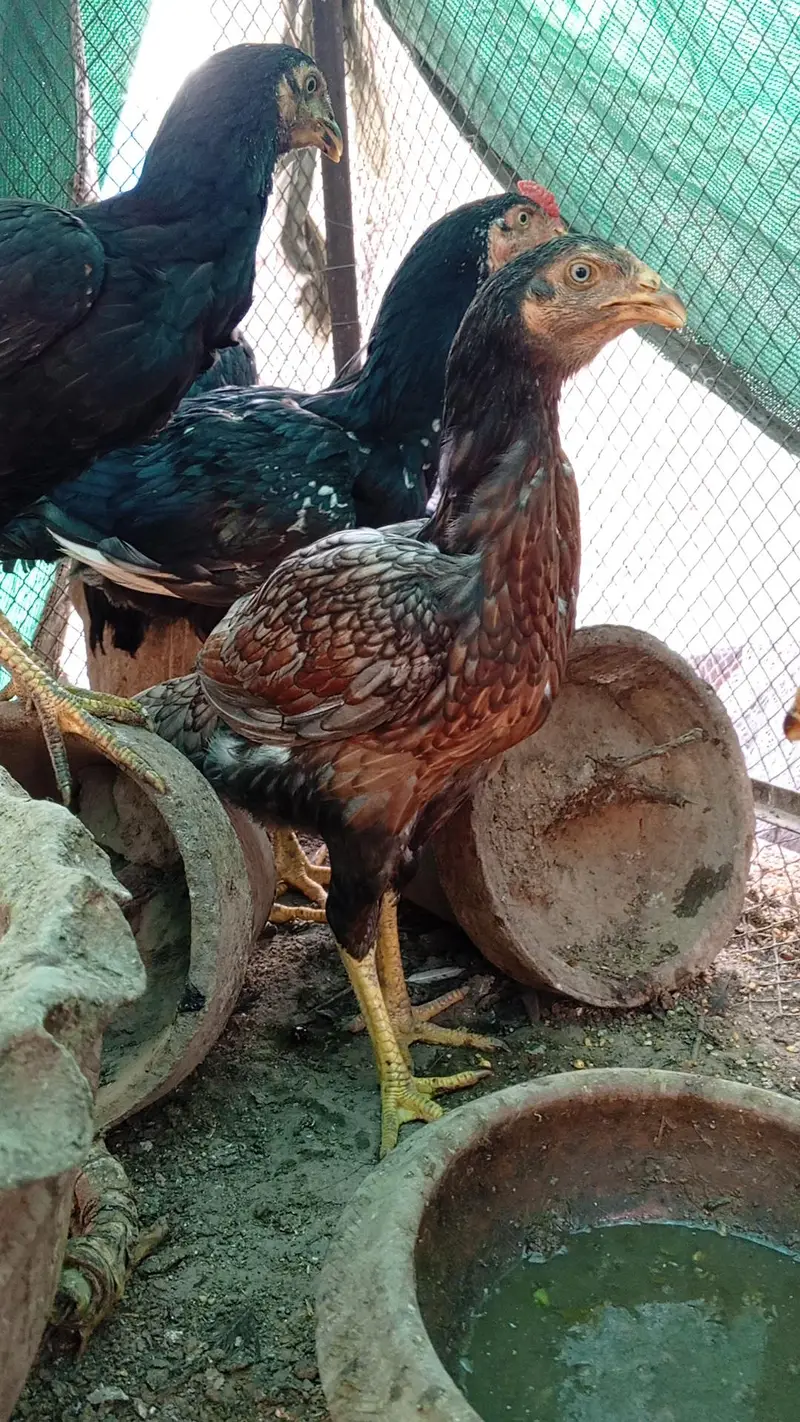 Aseel Thai Hens | 6Months | Healthy & Pure Breed — photo 12