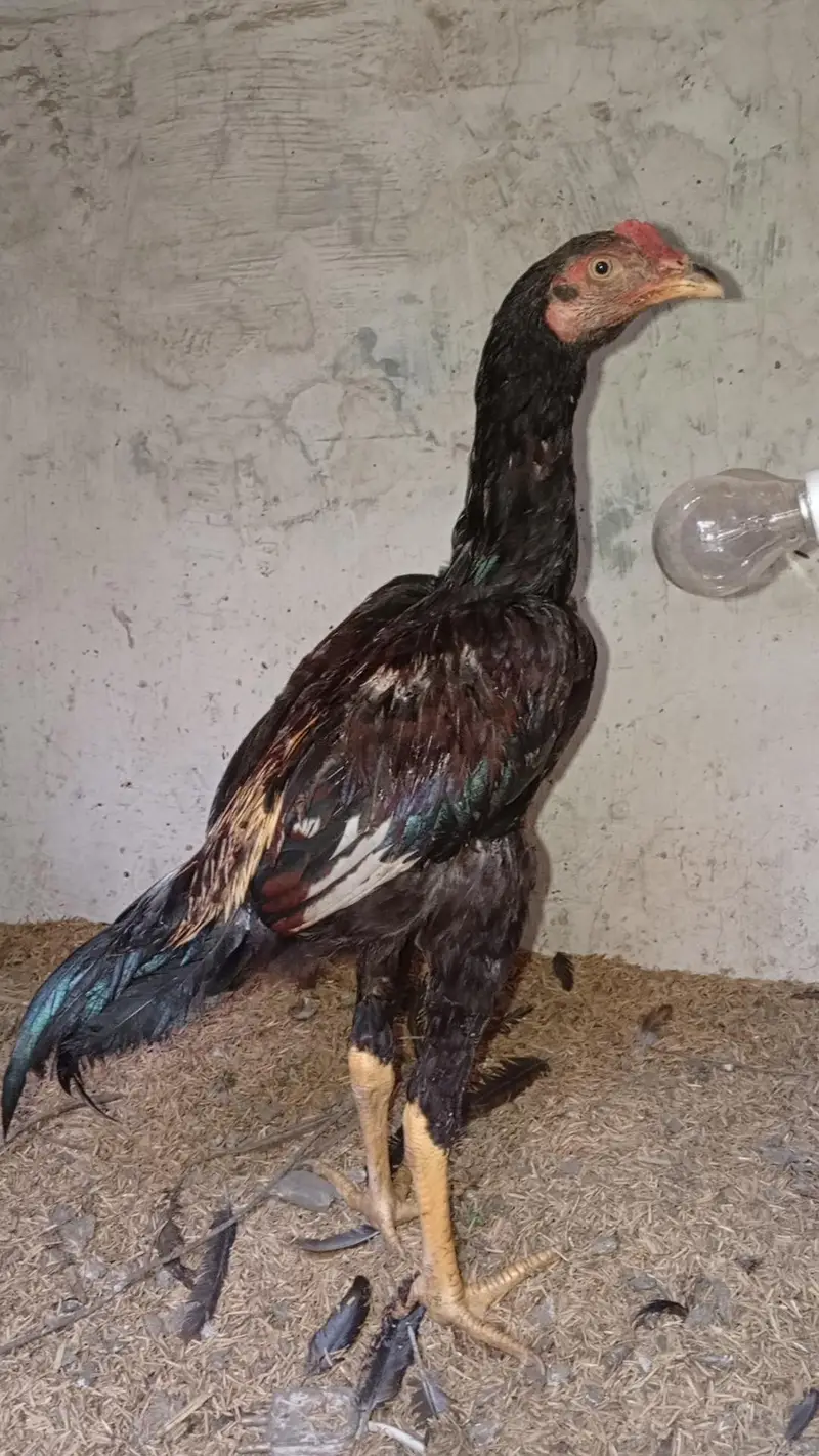 Aseel Thai Hens | 6Months | Healthy & Pure Breed — photo 11