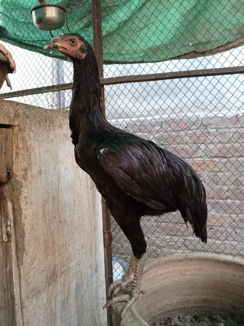 Aseel Thai Hens | 6Months | Healthy & Pure Breed — photo 4