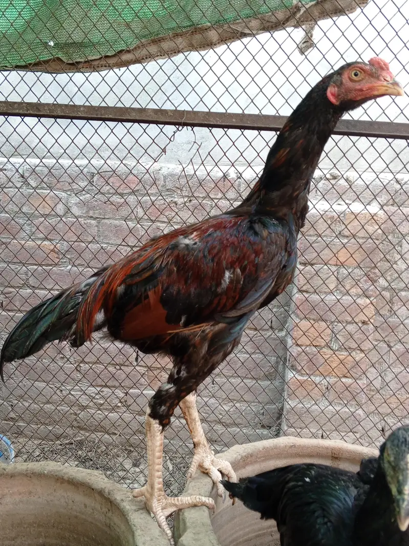 Aseel Thai Hens | 6Months | Healthy & Pure Breed — photo 5