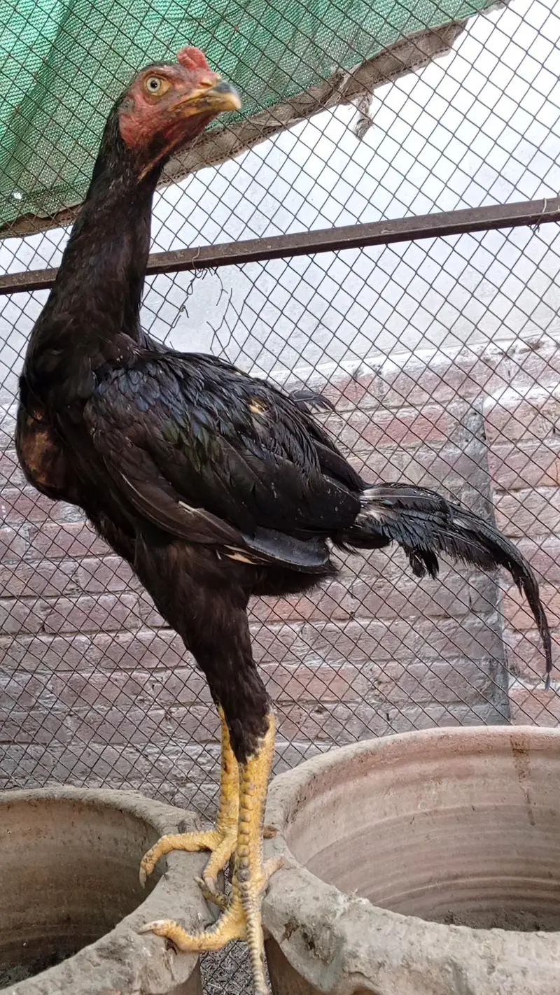 Aseel Thai Hens | 6Months | Healthy & Pure Breed — photo 3