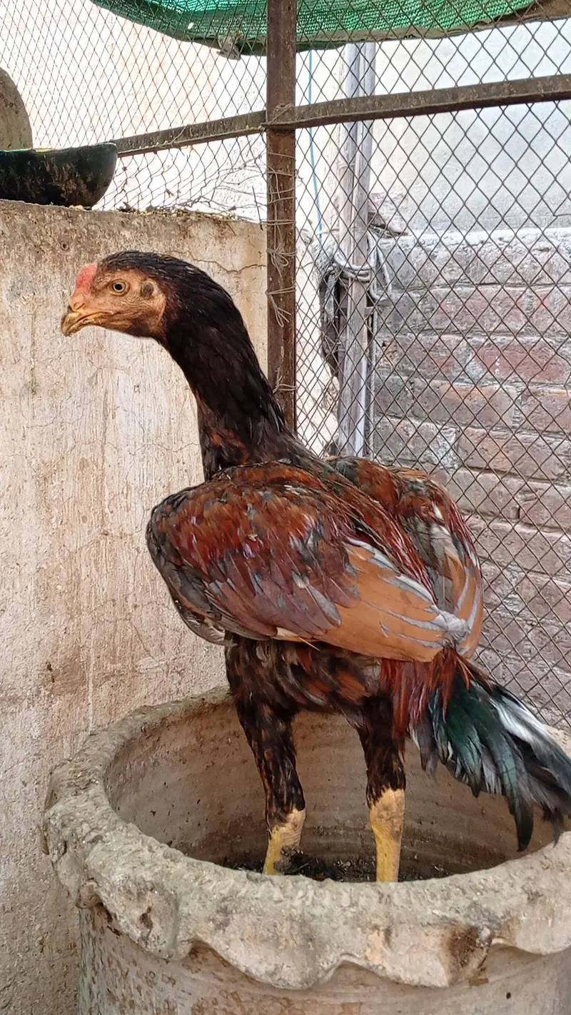 Aseel Thai Hens | 6Months | Healthy & Pure Breed — photo 7