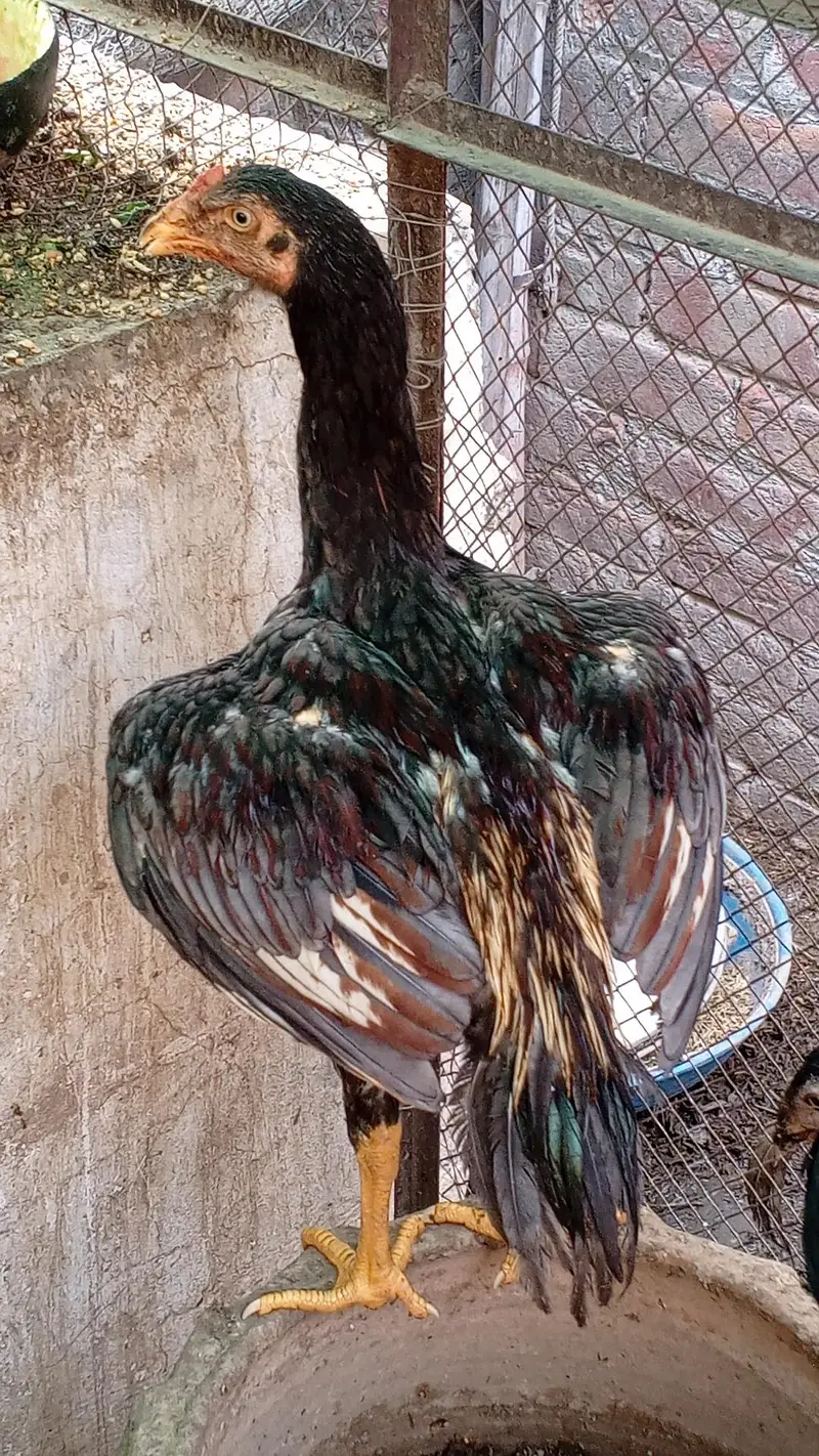 Aseel Thai Hens | 6Months | Healthy & Pure Breed — photo 9