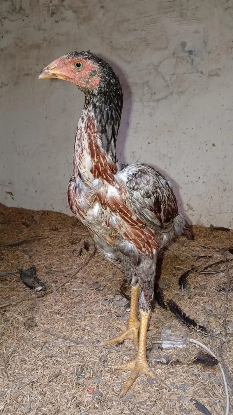 Aseel Thai Hens | 6Months | Healthy & Pure Breed — photo 8