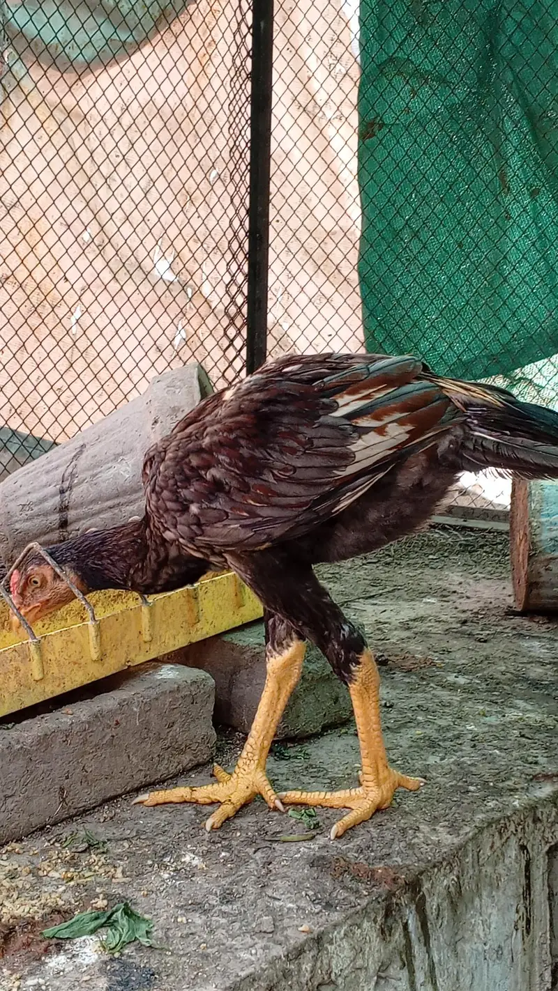 Aseel Thai Hens | 6Months | Healthy & Pure Breed — photo 6
