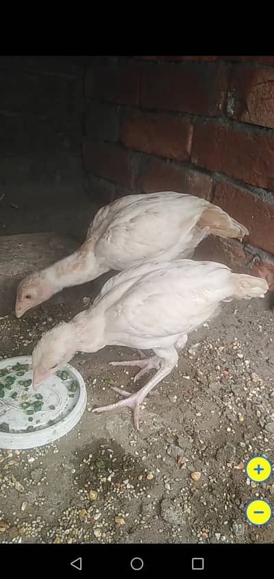 ASEEL CHIKS