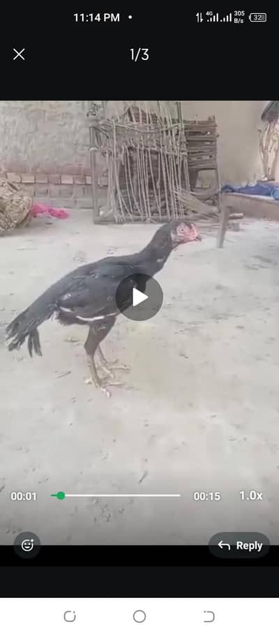 parrot beak femail or eggs