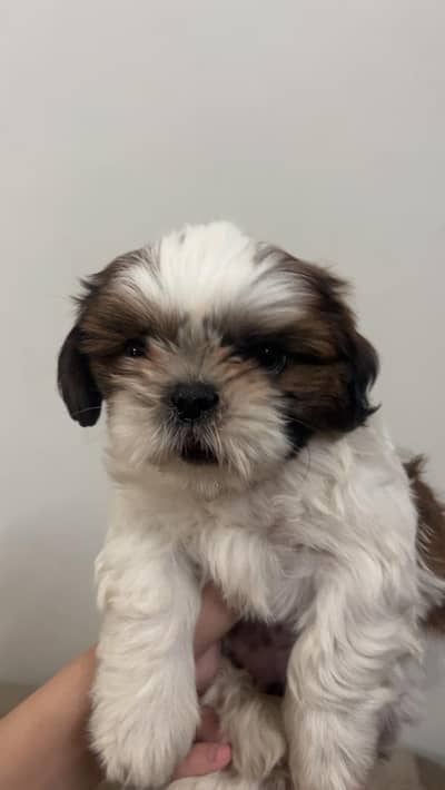 Shihtzu Puppies