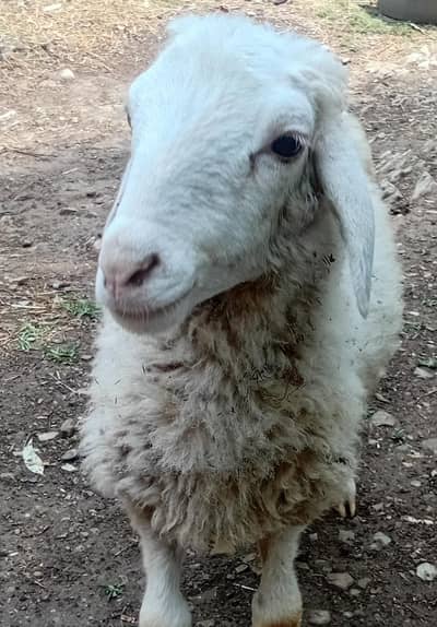sheep exchange possible with goat