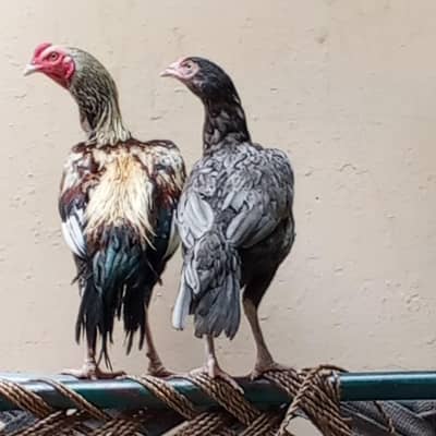 Aseel pair