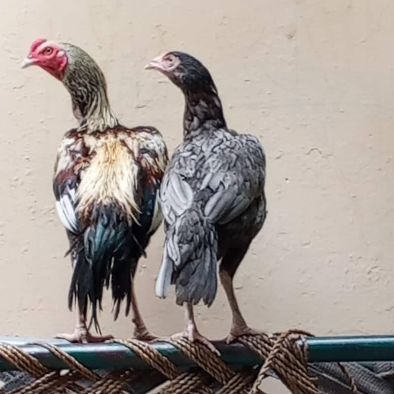 Aseel pair 0