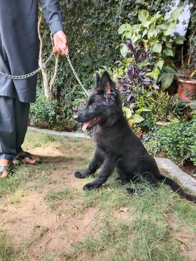 Black German Shepherd Female | 4.5 Months Old | Healthy & Active