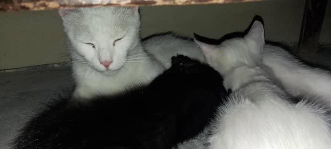 argent sell cate 2 eyes blue or brown 2 baby black or wight