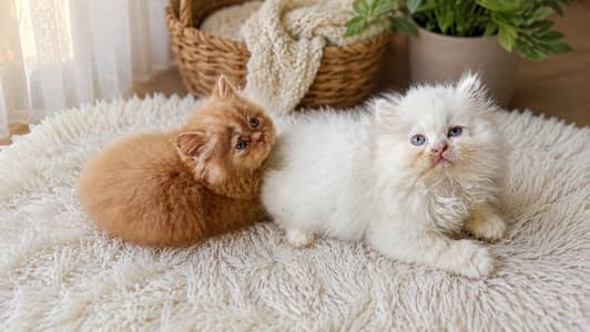 Punch Face female/male  kittens 03234102419