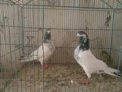 siyalkoti Pair