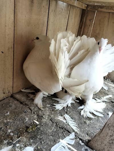 American laka pair for sale very good quality
