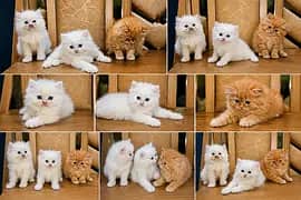 High Quality Persian Breed Peki Bloodline 03234102419