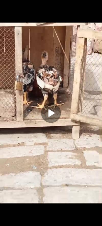 aseel chiks