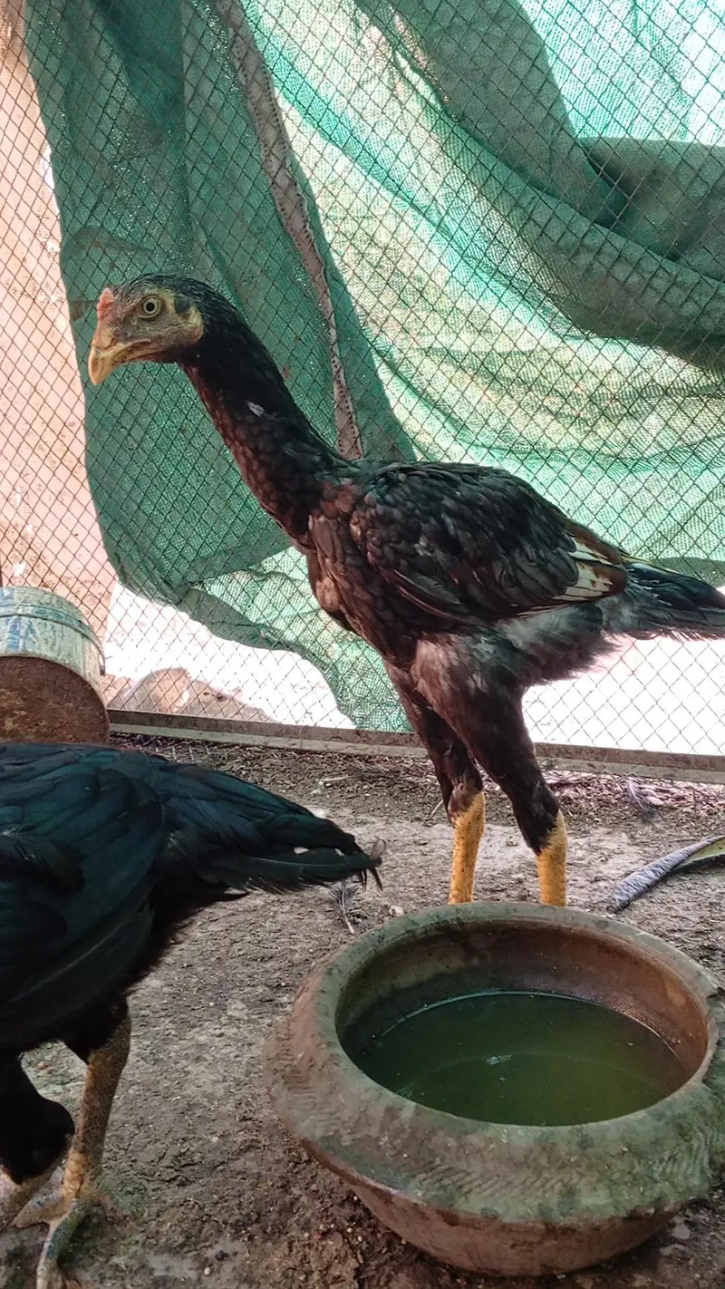 Aseel Thai Hens | 6Months | Healthy & Pure Breed — photo 10