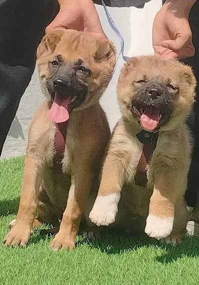 kurdish kangal puppies | security dog | king kurdish kangal pair