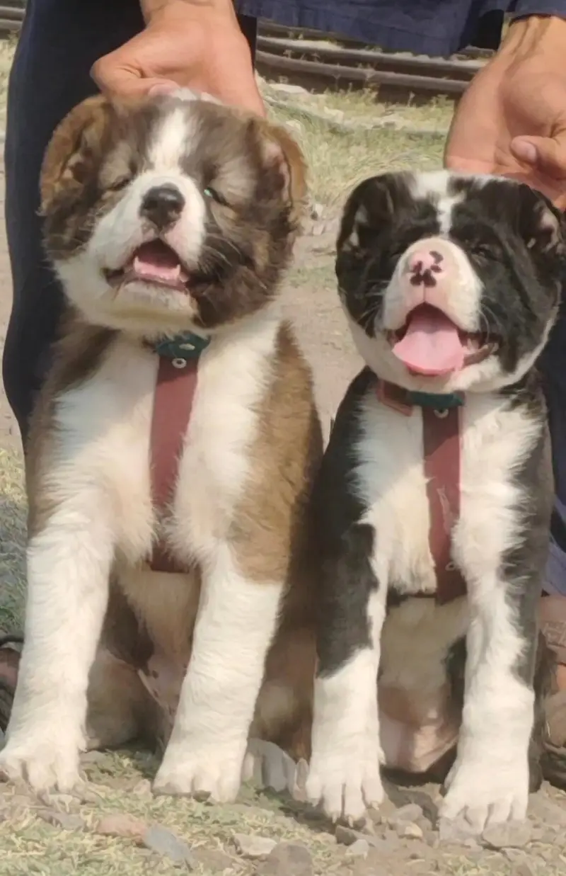 kurdish kangal puppies | security dog | king kurdish kangal pair — photo 2